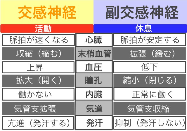 自律神経１