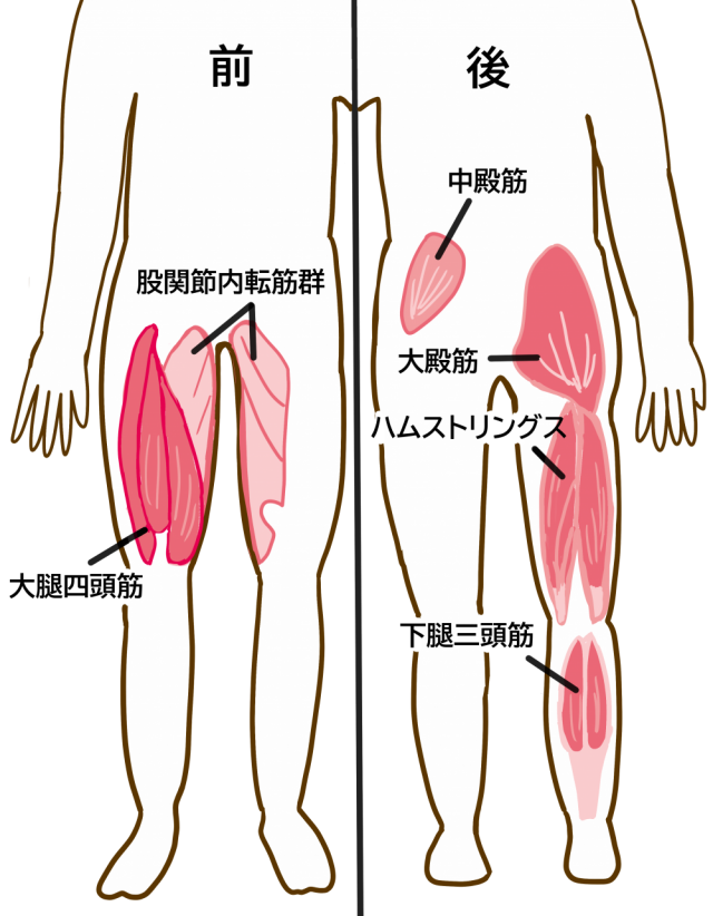 太ももの筋肉