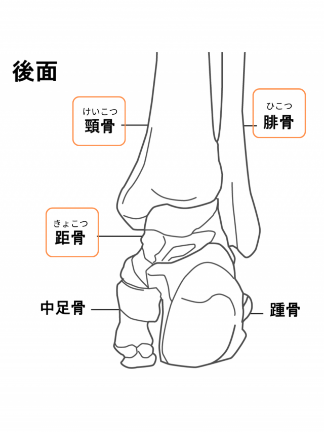 足の骨