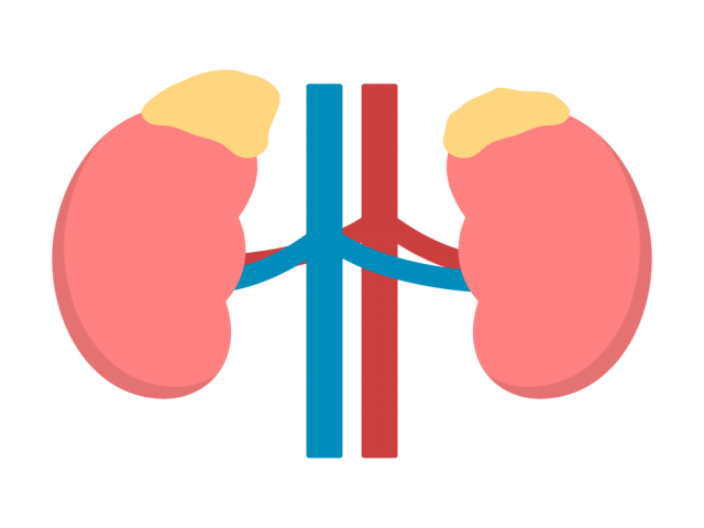 腎臓と副腎