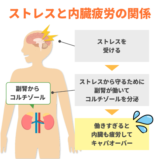 ストレスと内臓疲労の関係