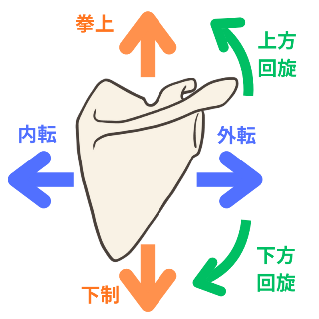 肩関節の動き6方向